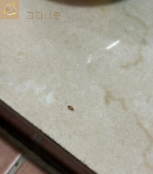 초파리 알
